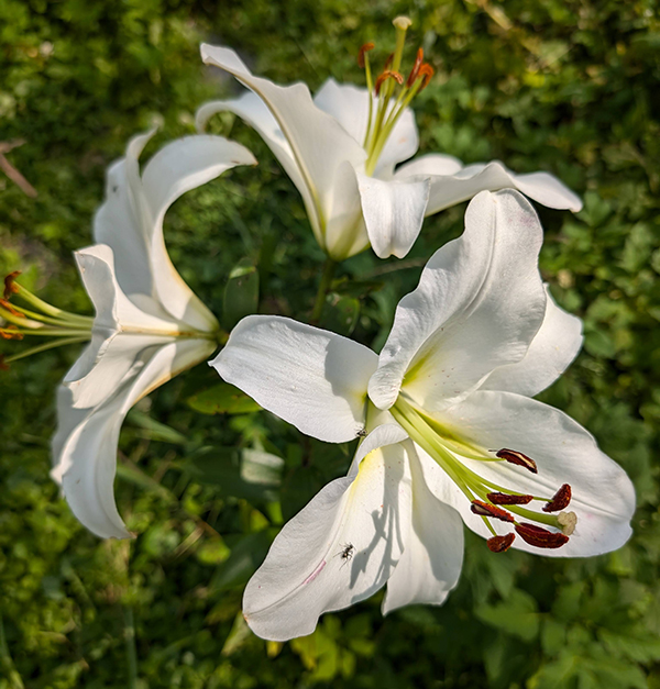 Artwork or property image